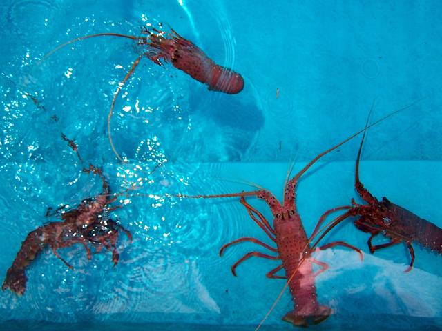 Common Western Australian Crays